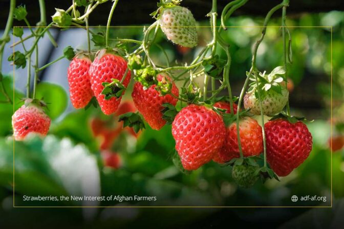 Strawberries, the New Interest of Afghan Farmers