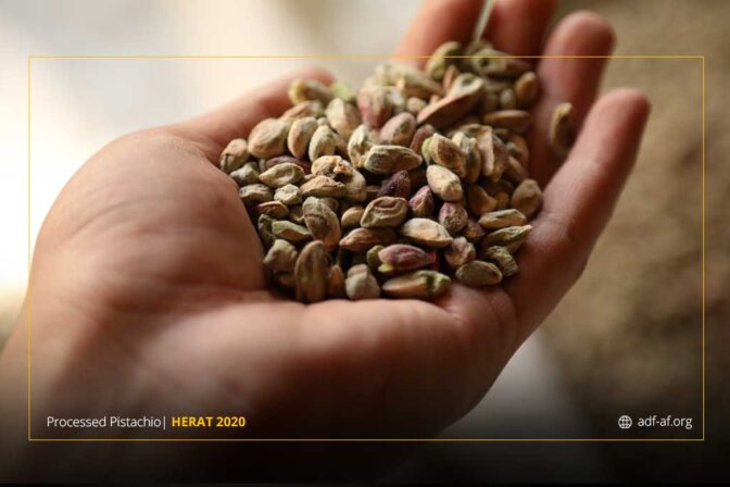 Afghanistan has the highest quality pistachio in the world
